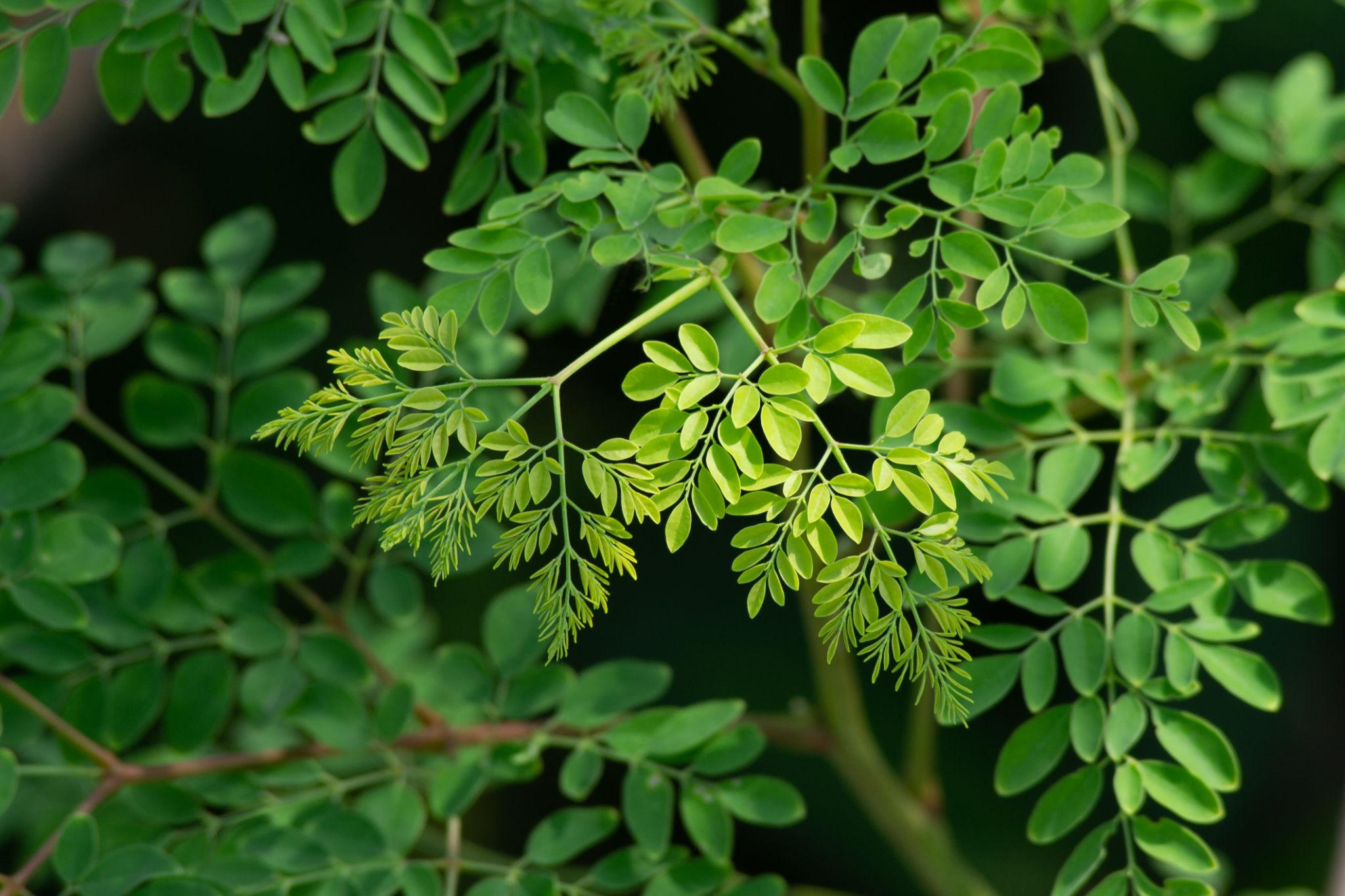 Moringa Benefits